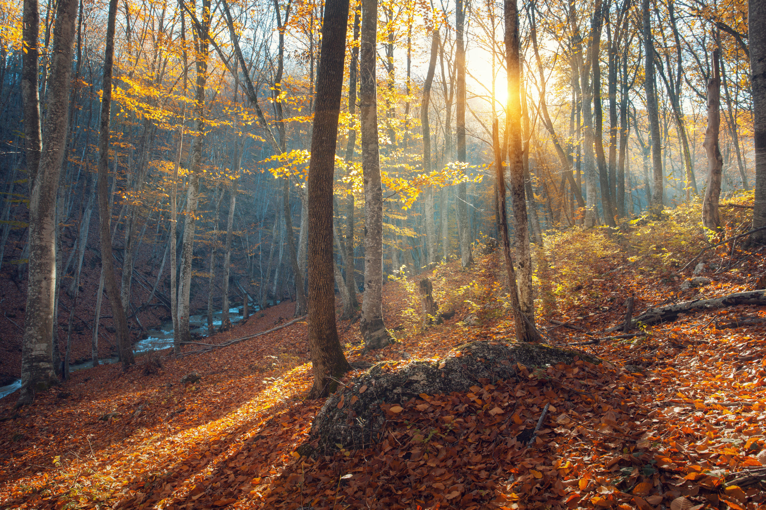 Beautiful autumn forest in crimean mountains at sunset. Nature background